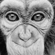 Imagen: retrato de Nim. AP